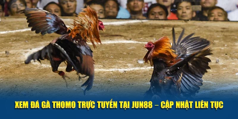 Xem Da Ga Thomo Truc Tuyen Tai Jun88 – Cap Nhat Lien Tuc