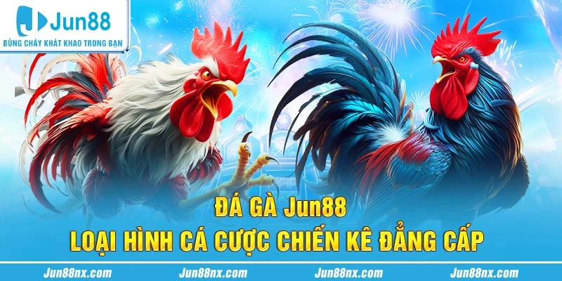 Đá Gà Jun88 - Loại Hình Cá Cược Chiến Kê Đẳng Cấp