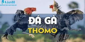 Đá gà Thomo