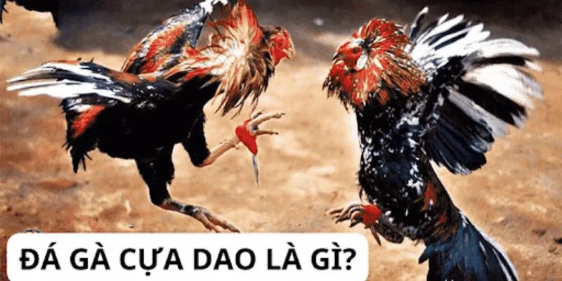 Tìm hiểu khái niệm đá gà cựa dao là gì?