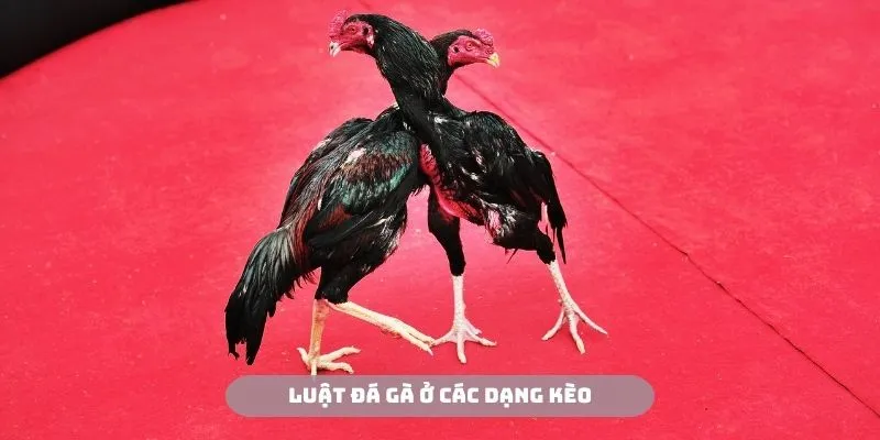 Luật đá gà trong các dạng kèo cược cơ bản