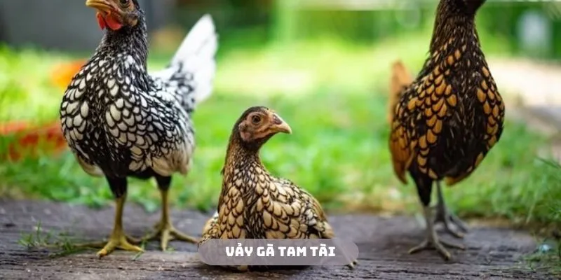 Tam tài là vảy gà tài đa dạng về cấu trúc hình dáng